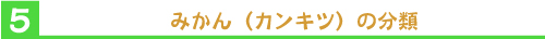 みかん（カンキツ）の分類