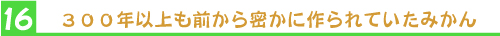 ３００年以上も前から密かに作られていたみかん